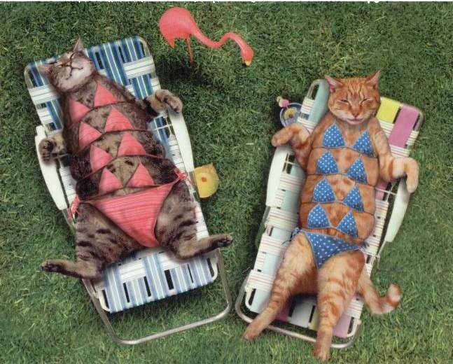 bikini_cats.jpg